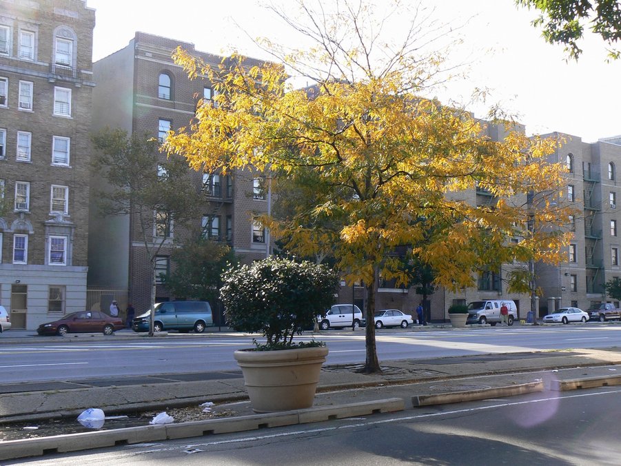 Bronx - Grand Concourse Str: Bronx - Grand Concourse Str 084
